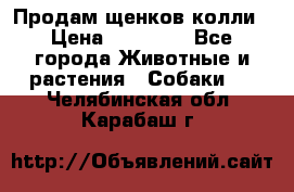 Продам щенков колли › Цена ­ 15 000 - Все города Животные и растения » Собаки   . Челябинская обл.,Карабаш г.